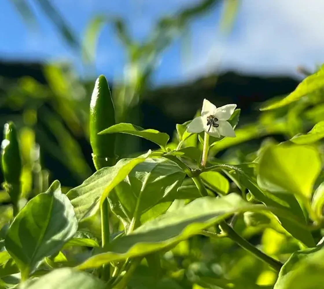 青とうがらし